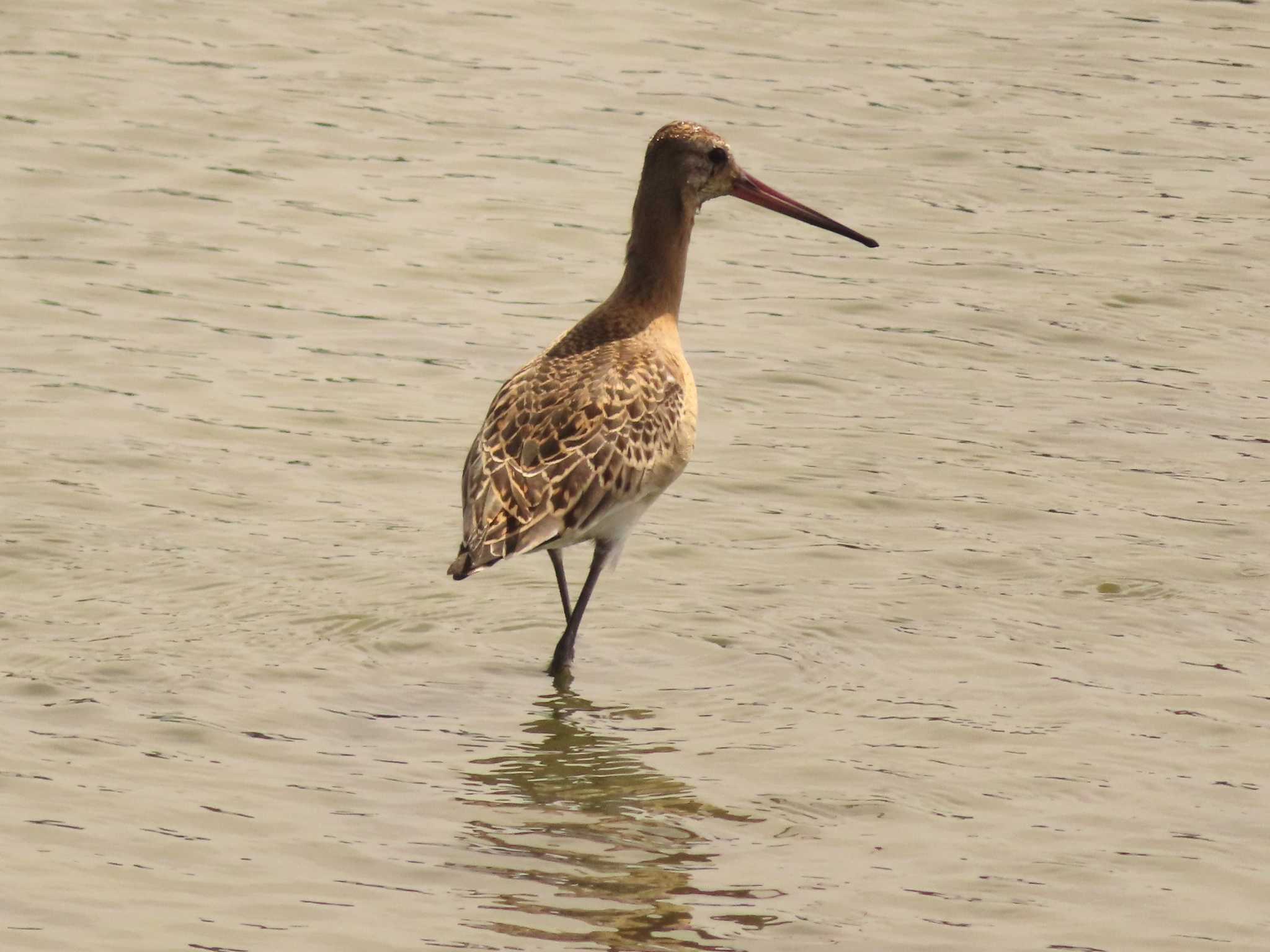 Photo of Black-tailed Godwit at Isanuma by ゆ