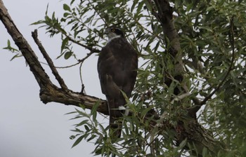 Eurasian Goshawk 紀ノ川 Mon, 10/9/2023