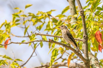 Grey-streaked Flycatcher 石ケ谷公園 Tue, 9/26/2023