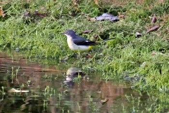 Grey Wagtail 剣山 Wed, 9/27/2023