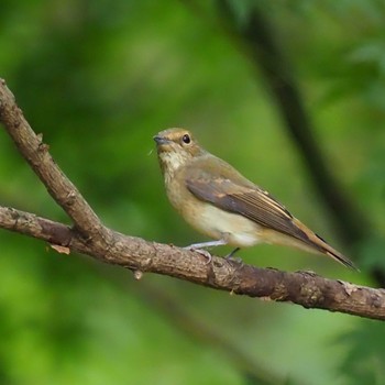 Narcissus Flycatcher 東京都多摩地域 Sat, 10/7/2023