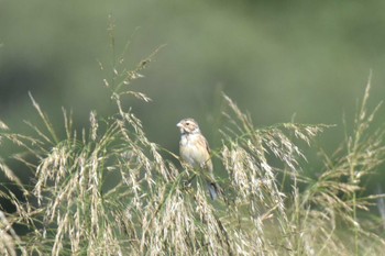 Chestnut-eared Bunting 勇払海岸 Sun, 9/24/2023