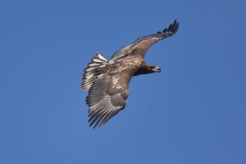 White-tailed Eagle 石狩川 Sun, 9/10/2023