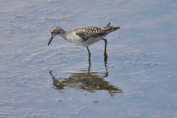 Wood Sandpiper 石狩調整池 Sun, 9/10/2023