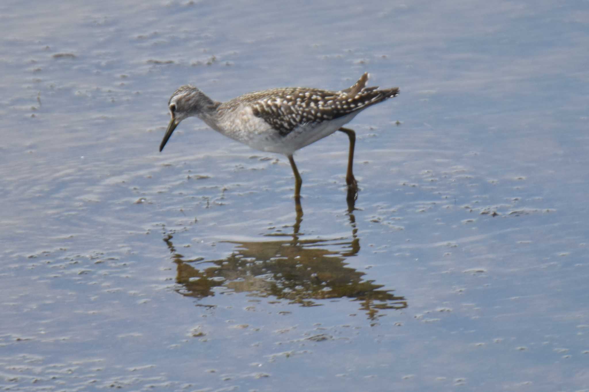 Photo of Wood Sandpiper at 石狩調整池 by Makoto