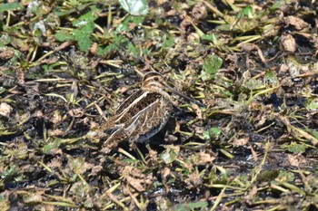 Common Snipe 石狩調整池 Sun, 9/3/2023