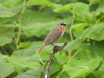 Siberian Rubythroat Teuri Island Fri, 6/30/2023