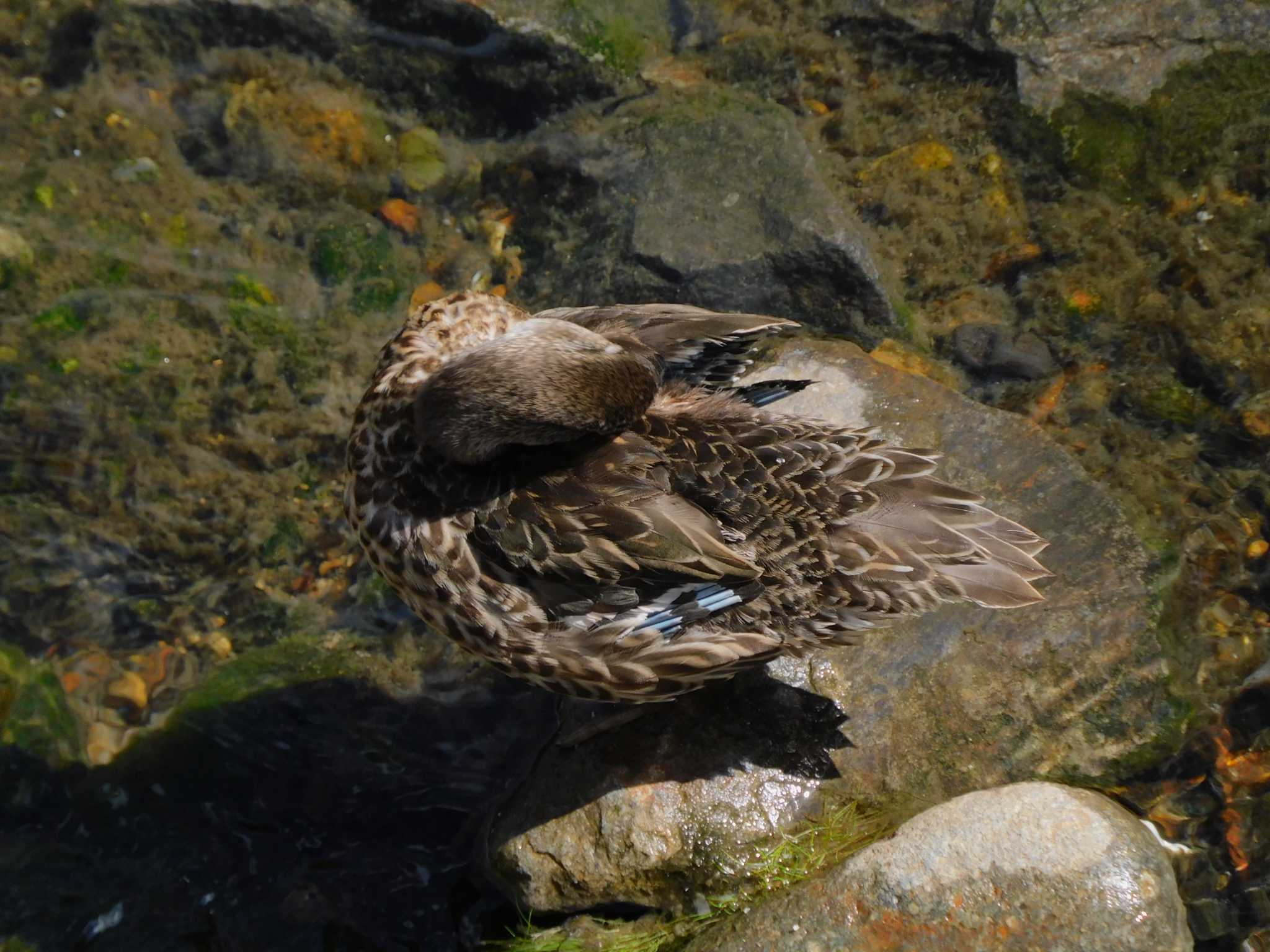 平和の森公園、妙正寺川 コガモの写真 by morinokotori