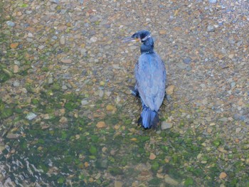 2023年10月10日(火) 平和の森公園、妙正寺川の野鳥観察記録