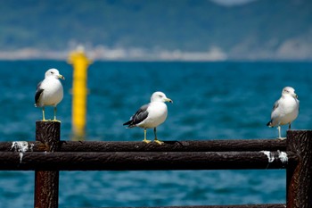 Black-tailed Gull 福岡県 Sat, 9/28/2013