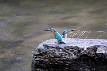 Common Kingfisher 福岡県 Fri, 10/25/2019