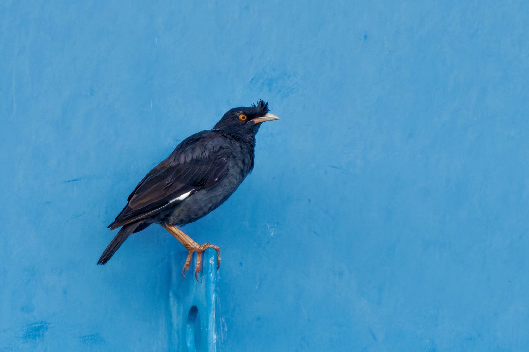 Photo of Crested Myna at 金井遊水地(金井遊水池) by アポちん