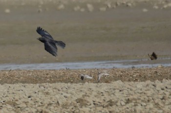 2023年10月10日(火) 西条市 加茂川の野鳥観察記録