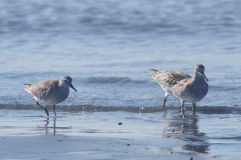 コオバシギ ふなばし三番瀬海浜公園 2023年9月26日(火)