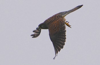 チョウゲンボウ 恩智川治水緑地 2023年10月9日(月)