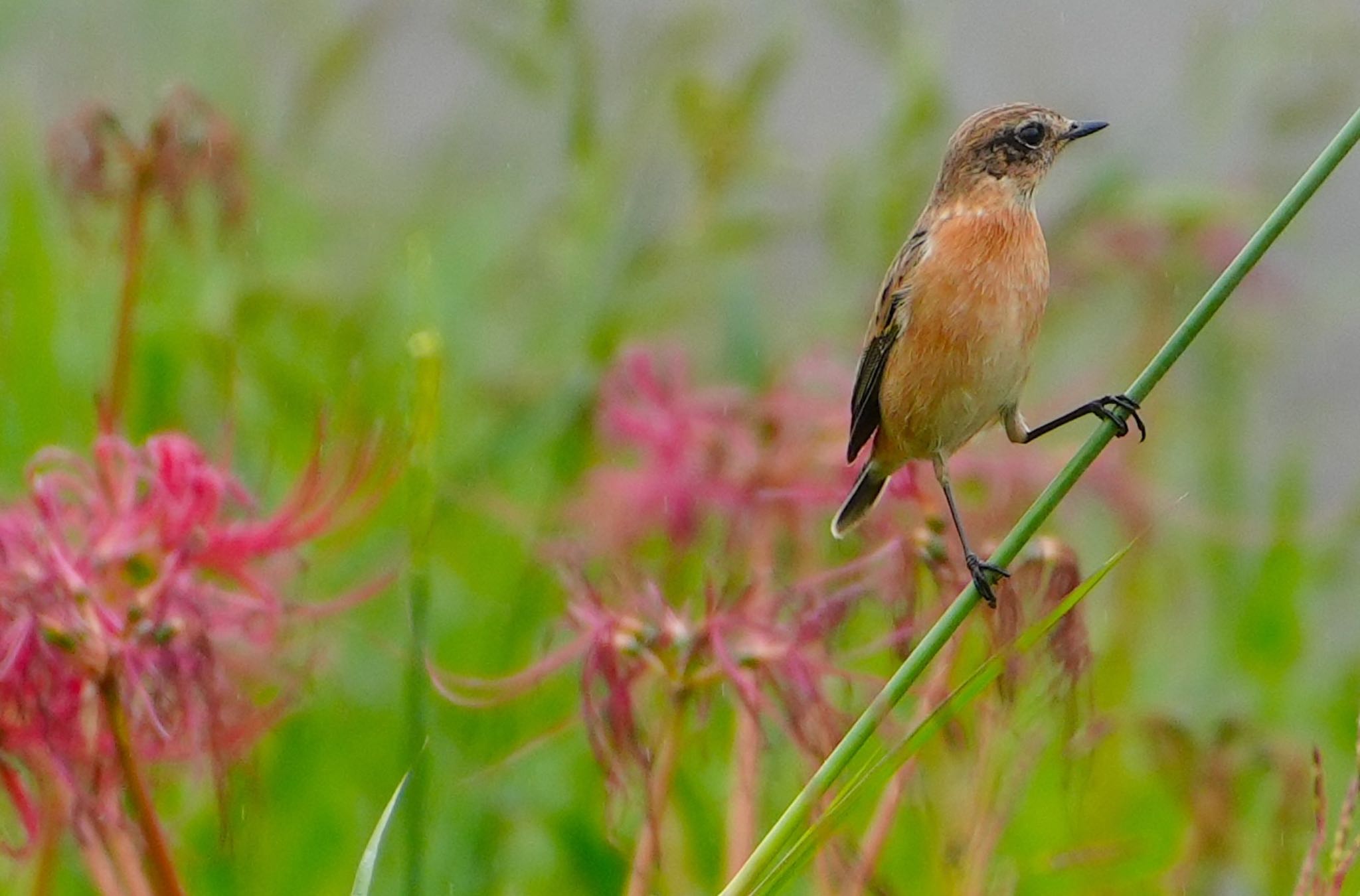 Amur Stonechat