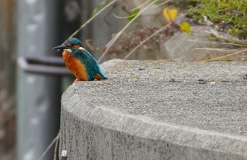 カワセミ 恩智川治水緑地 2023年10月9日(月)