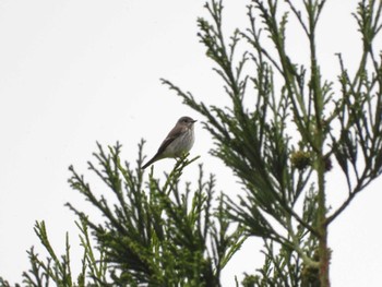 2023年10月8日(日) 四万川の野鳥観察記録