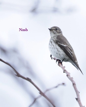 Grey-streaked Flycatcher Unknown Spots Unknown Date