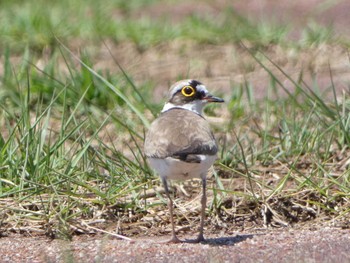 Little Ringed Plover 平城宮跡 Sun, 6/4/2023