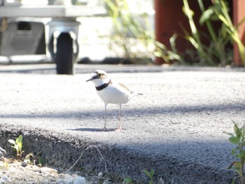 コチドリ 平城宮跡 2023年6月4日(日)