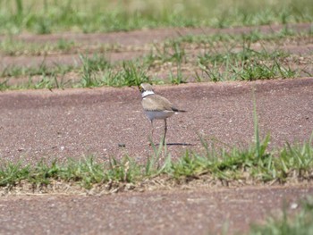 Little Ringed Plover 平城宮跡 Sun, 6/4/2023