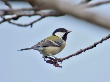 Japanese Tit 波志江沼 Sun, 10/8/2023