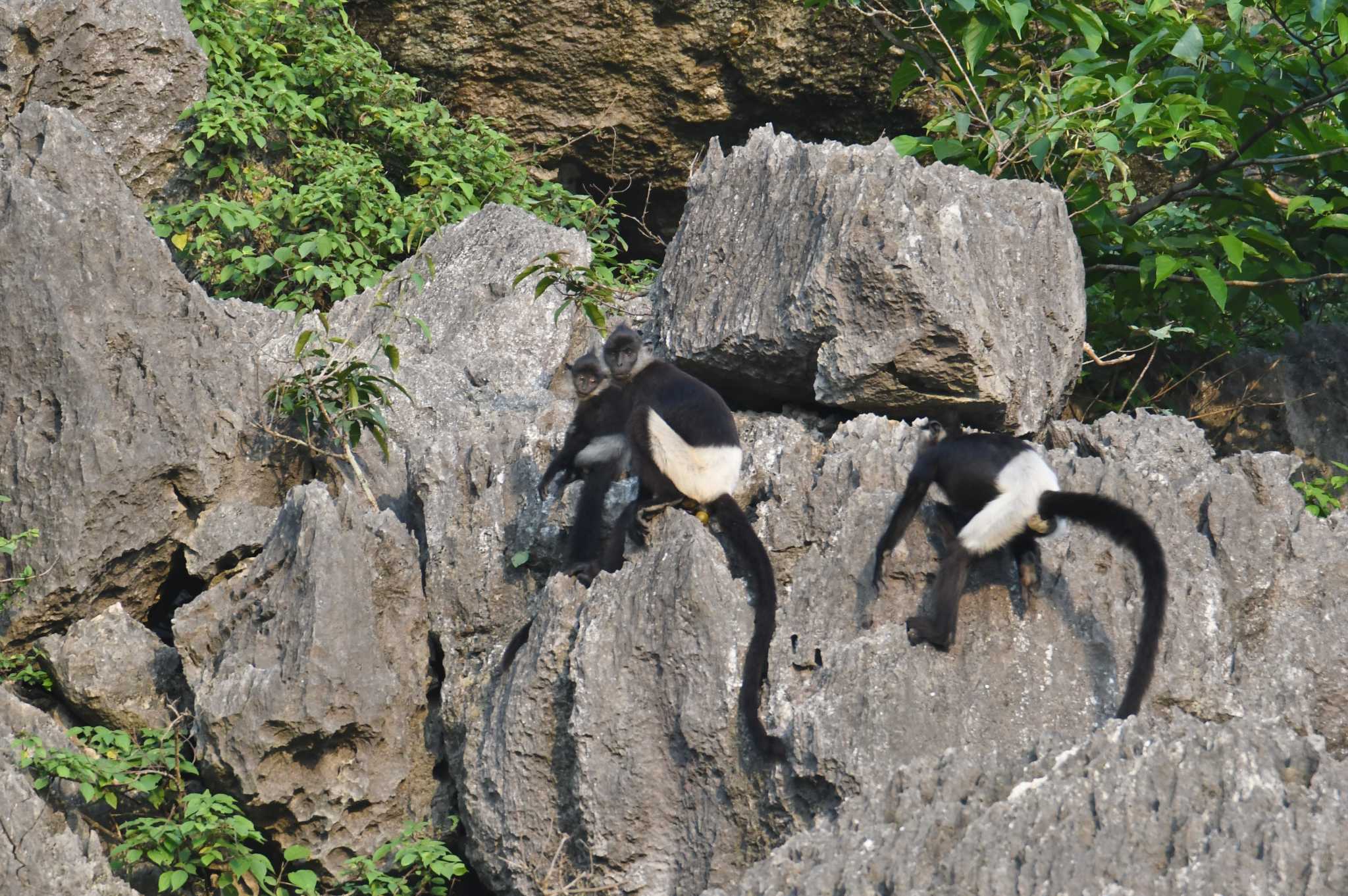 Delacour's langur by あひる