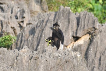 未同定 Van Long Nature Reserve 2023年5月1日(月)