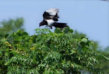 Eurasian Magpie 荒尾干潟 Tue, 9/4/2018