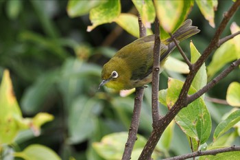 メジロ 東京港野鳥公園 2023年10月8日(日)