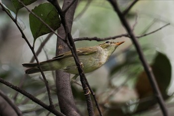 オオムシクイ 東京港野鳥公園 2023年10月8日(日)