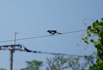 Eurasian Magpie 荒尾干潟 Tue, 9/4/2018