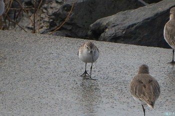 Western Sandpiper 東よか干潟 Sun, 10/1/2023