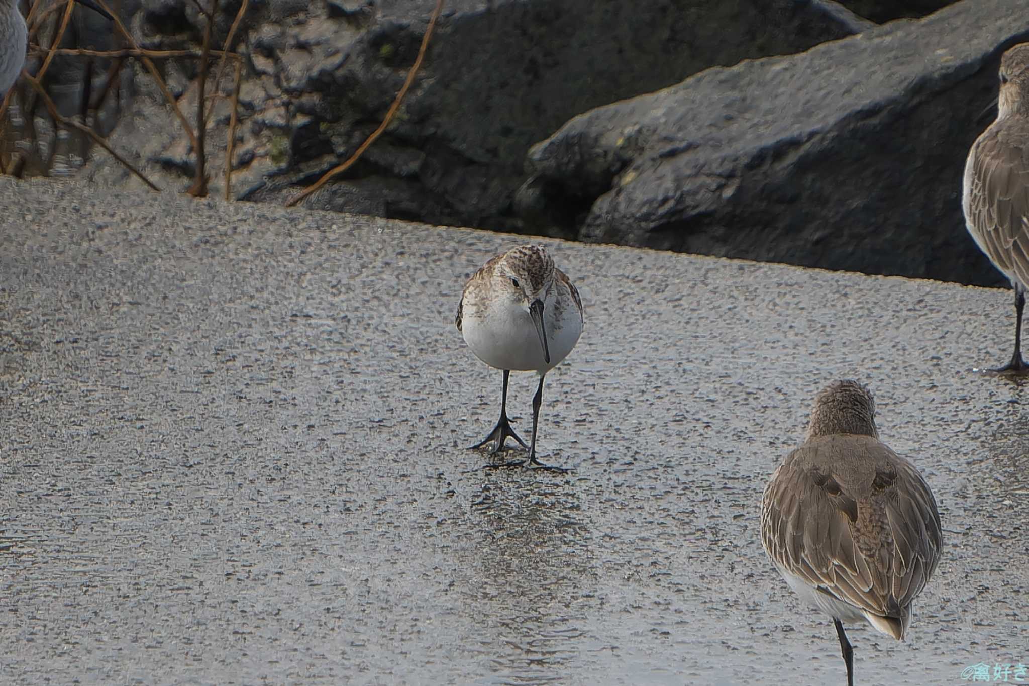 Photo of Western Sandpiper at 東よか干潟 by 禽好き