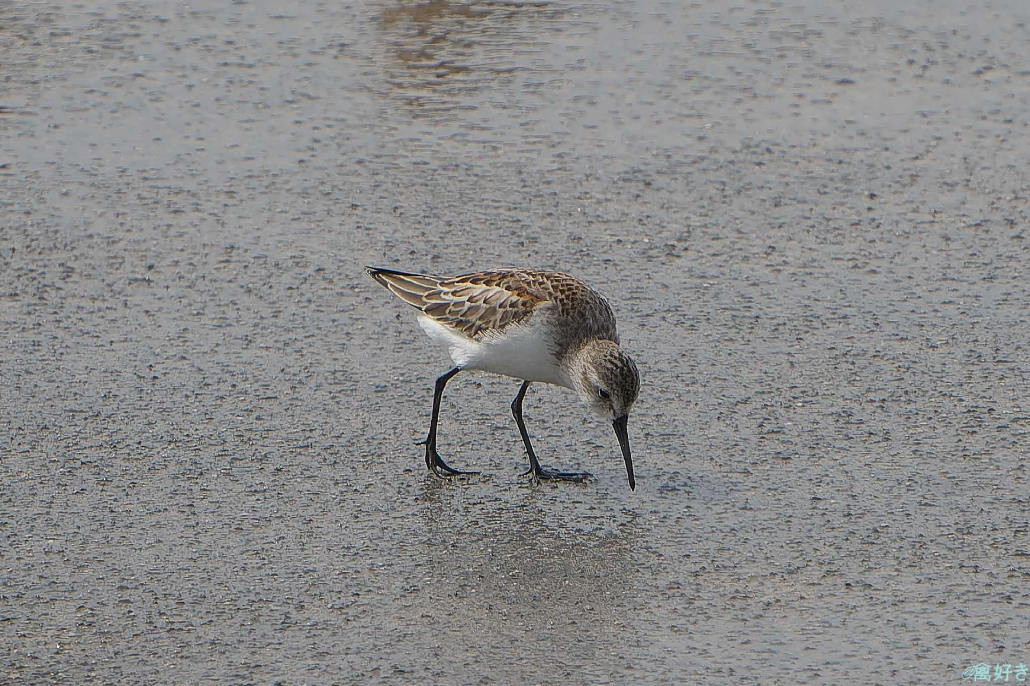 Photo of Western Sandpiper at 東よか干潟 by 禽好き