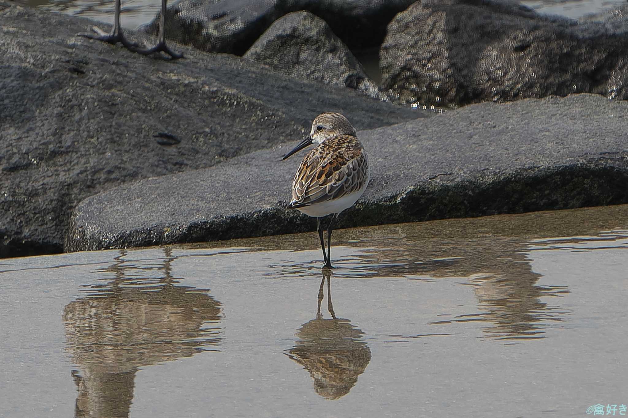 Photo of Western Sandpiper at 東よか干潟 by 禽好き