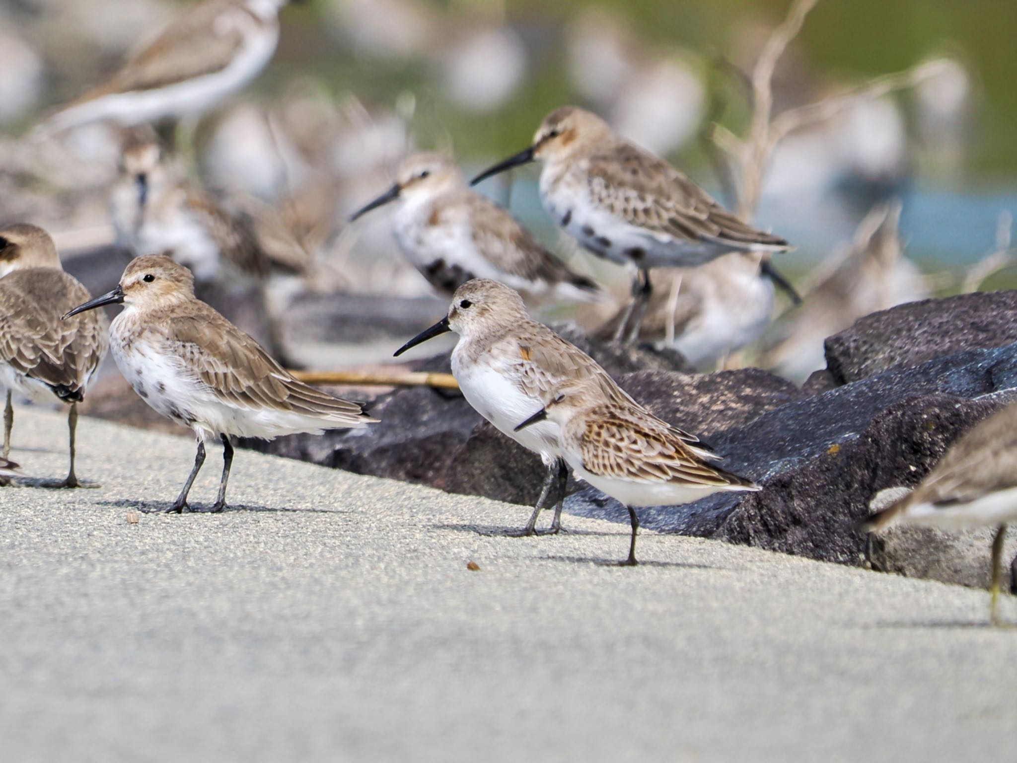 Red-necked Stint