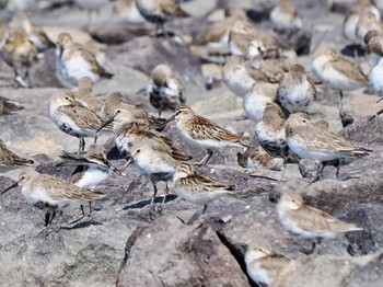 Broad-billed Sandpiper Daijugarami Higashiyoka Coast Mon, 10/2/2023