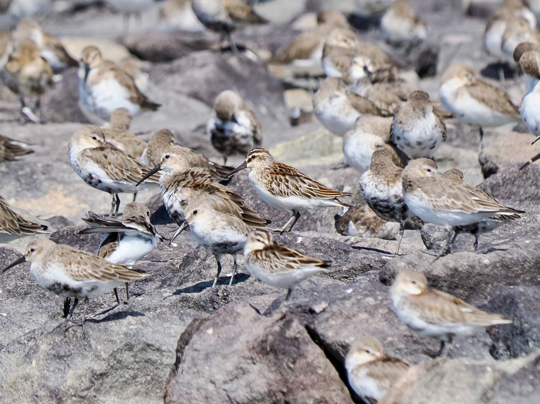 Broad-billed Sandpiper