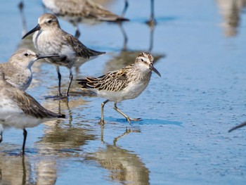 Broad-billed Sandpiper Daijugarami Higashiyoka Coast Mon, 10/2/2023