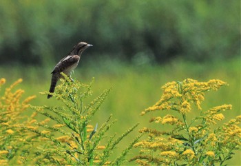 Eurasian Wryneck 紀ノ川 Mon, 10/9/2023