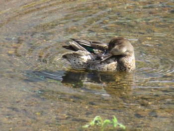 Eurasian Teal 近所の川 Tue, 10/10/2023