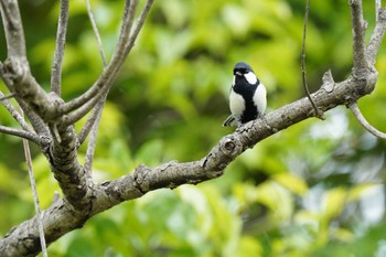 シジュウカラ 行徳野鳥保護区 2023年5月8日(月)