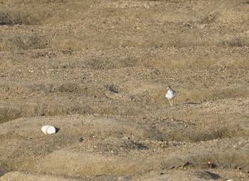 Grey-tailed Tattler 荒尾干潟 Tue, 9/4/2018