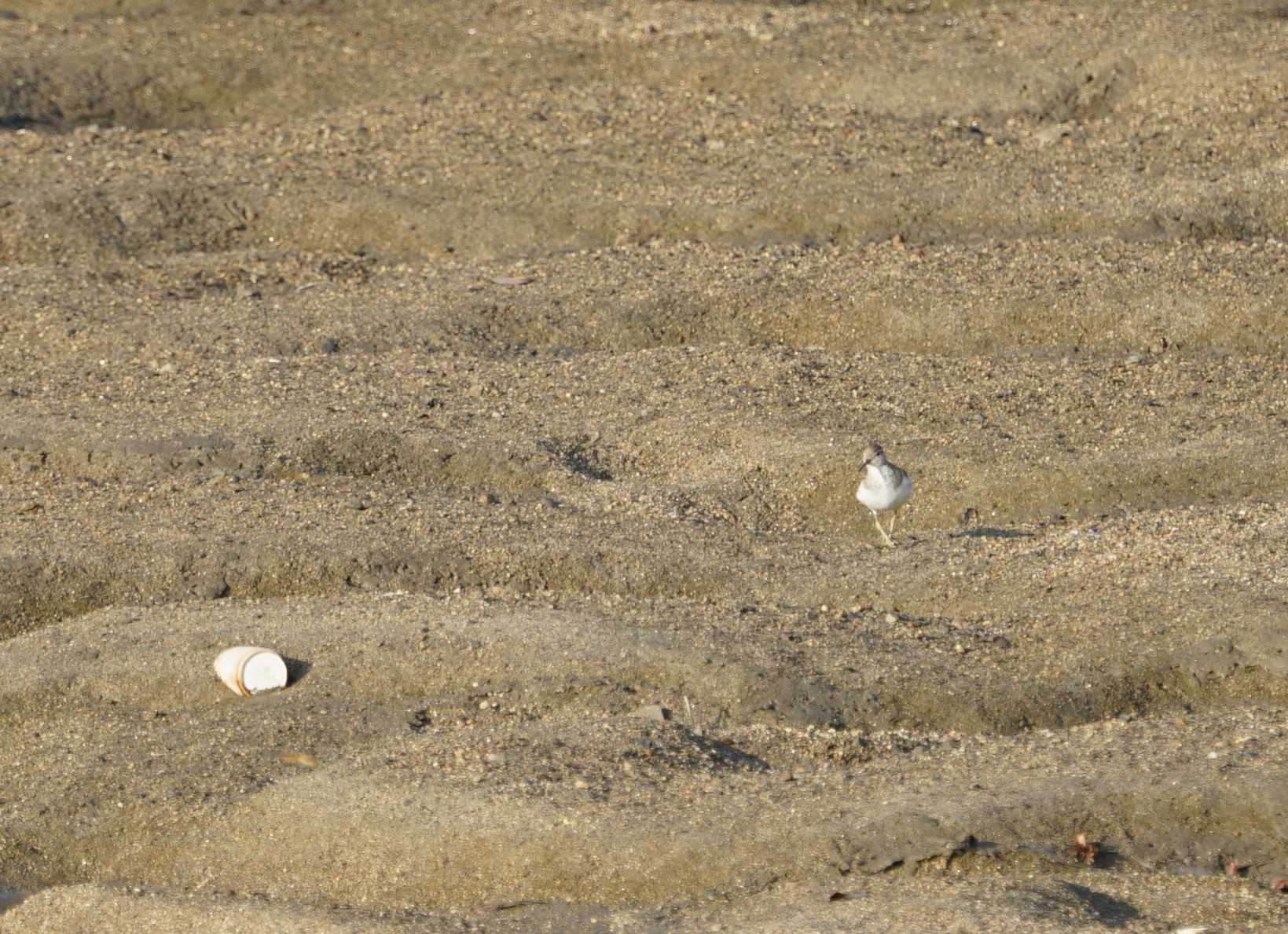 荒尾干潟 キアシシギの写真 by マル