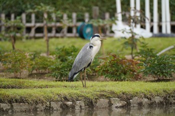 Grey Heron 岡山後楽園 Sat, 6/10/2023