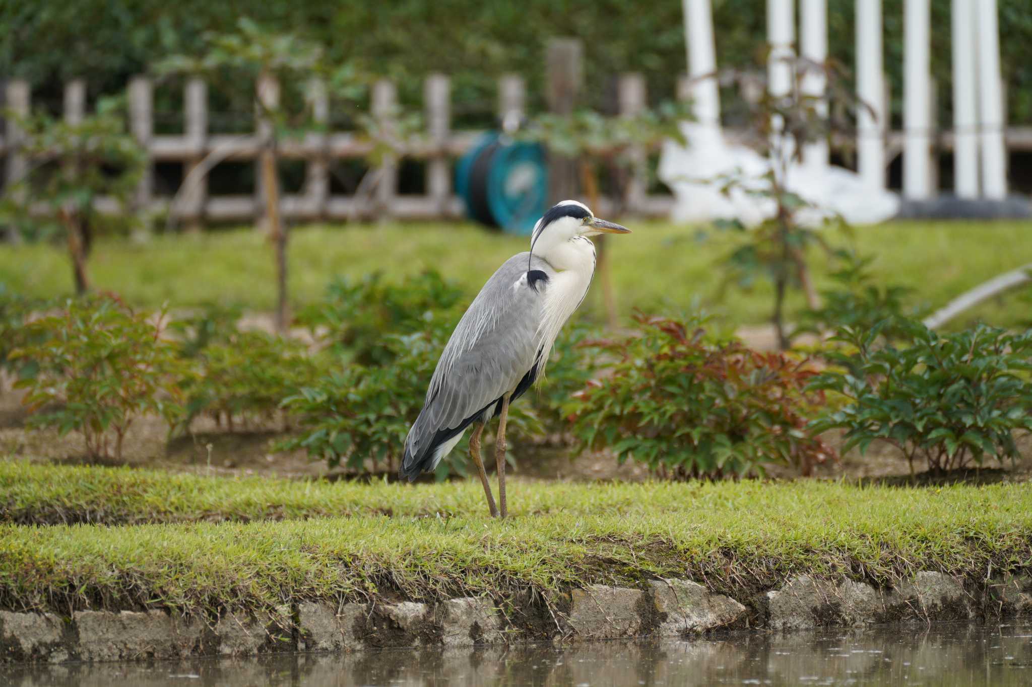 Photo of Grey Heron at 岡山後楽園 by とろぴたる