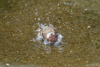 Eurasian Tree Sparrow 岡山後楽園 Sat, 6/10/2023