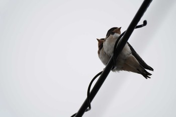 Barn Swallow 岡山後楽園 Sat, 6/10/2023